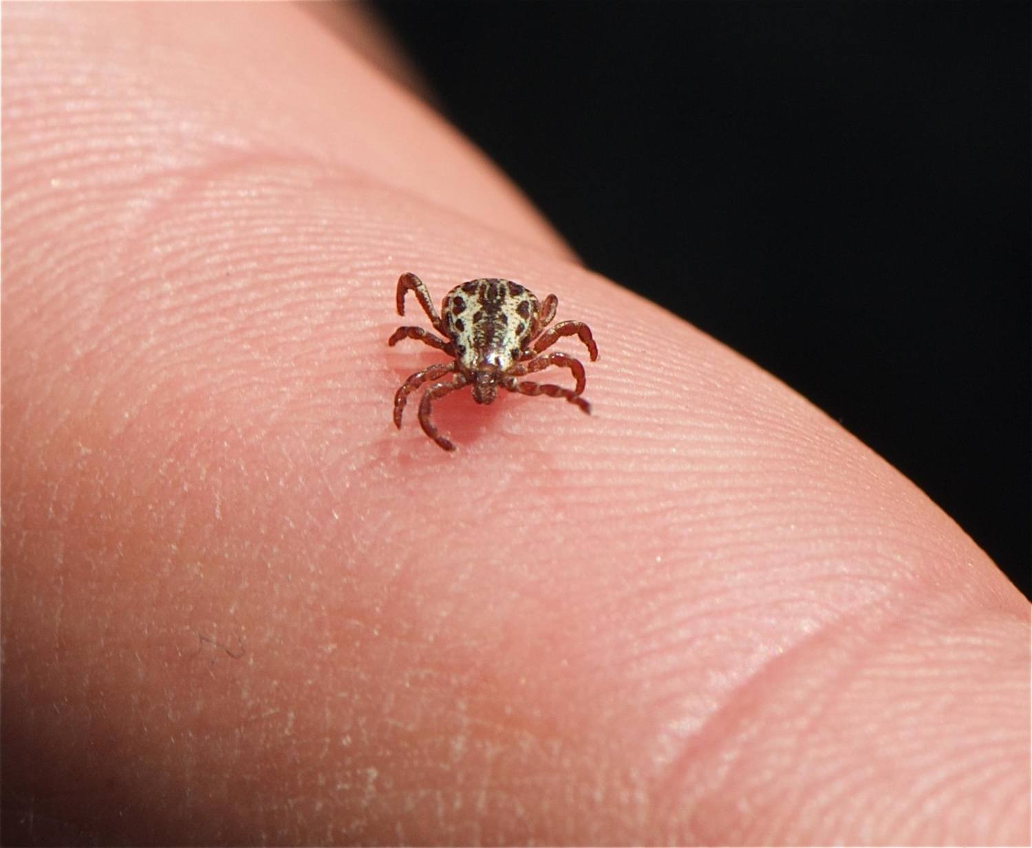 Par Jerry Kirkhart from Los Osos, Calif. (American Dog Tick (Dermacentor variabilis)) [CC BY 2.0 (http://creativecommons.org/licenses/by/2.0)], via Wikimedia Commons