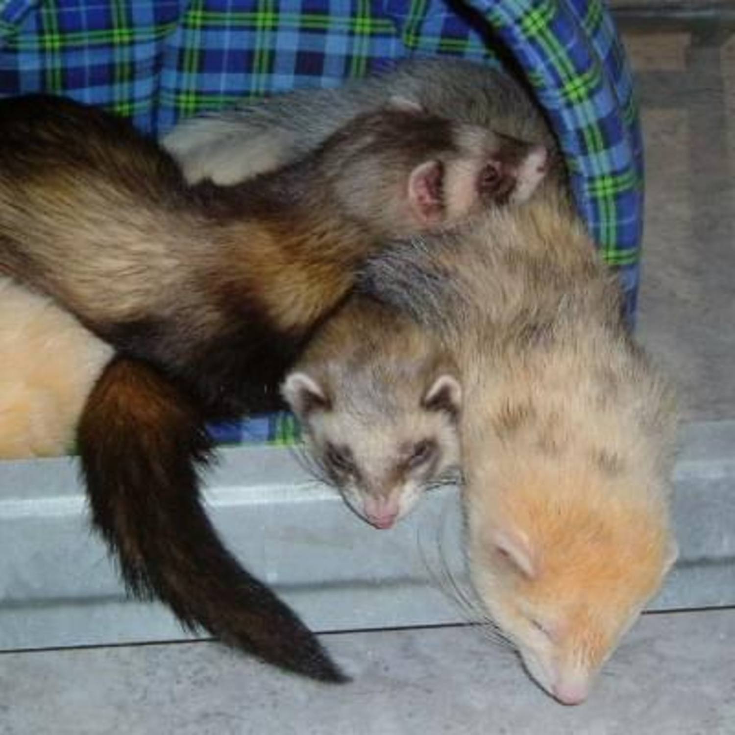 Par de:User:Viki (de:Wikipedia) [Attribution], via Wikimedia Commons