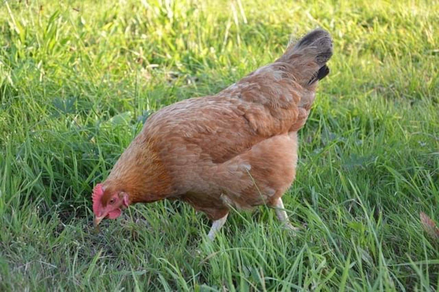 CC0 Public Domain via Pixabay