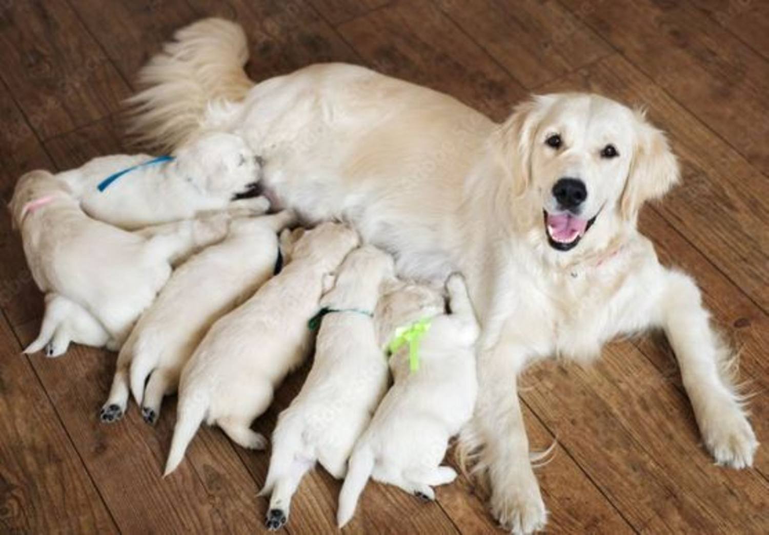 Le cycle sexuel et les chaleurs de la chienne