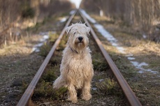 Image par Audrius Vizbaras de Pixabay